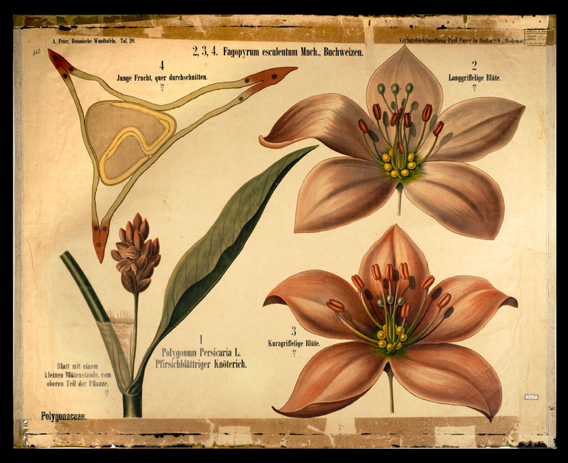 Tafel 20 Polygonaceae